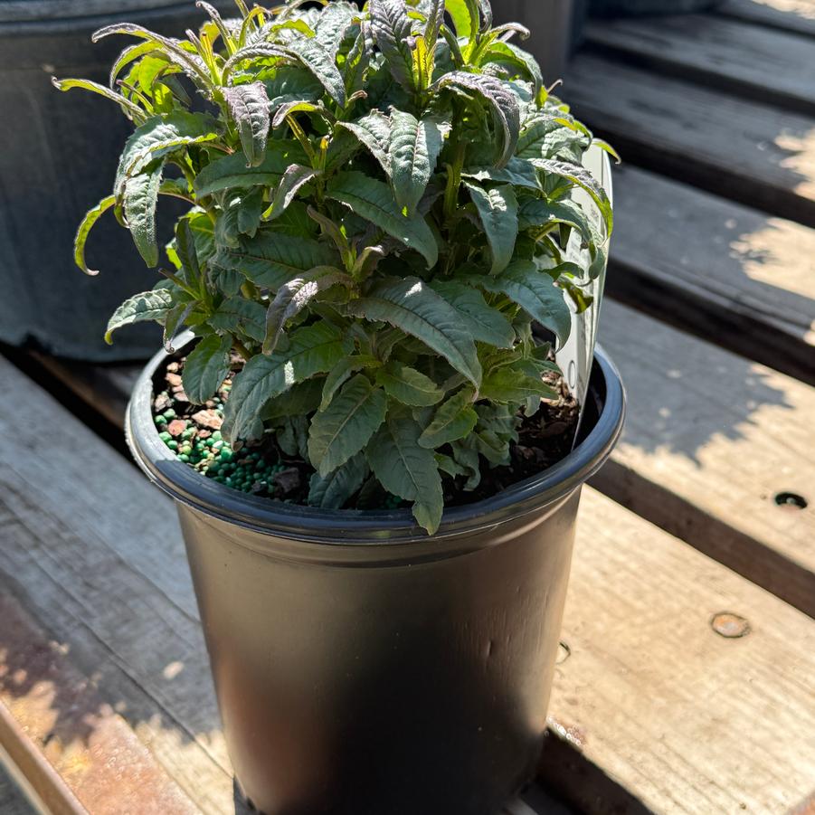 Monarda didyma Electric Neon Pink