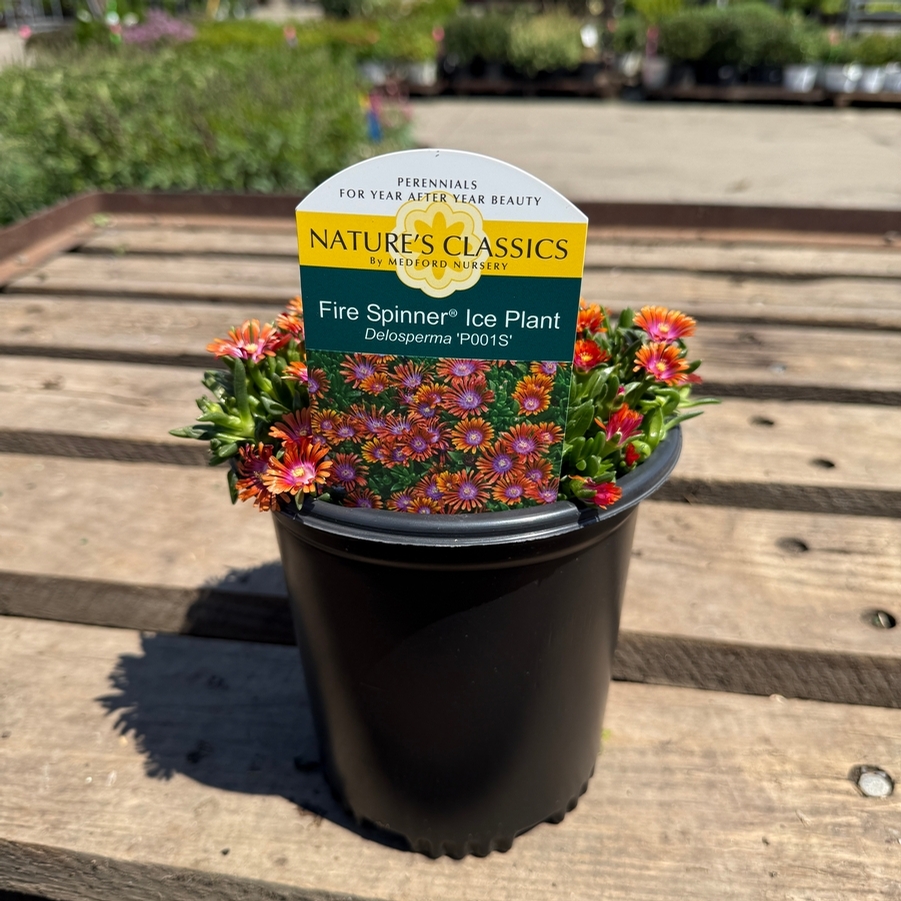 Delosperma Fire Spinner®