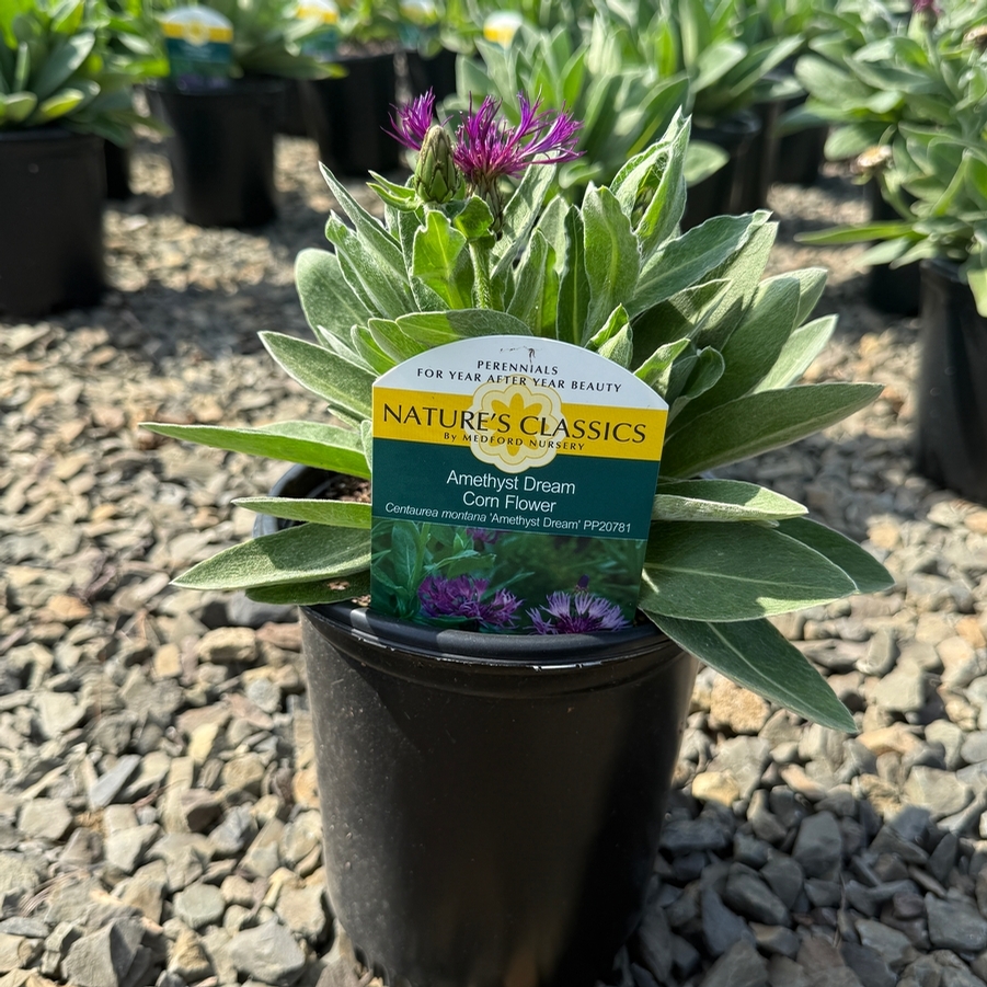 Centaurea montana Amethyst Dream