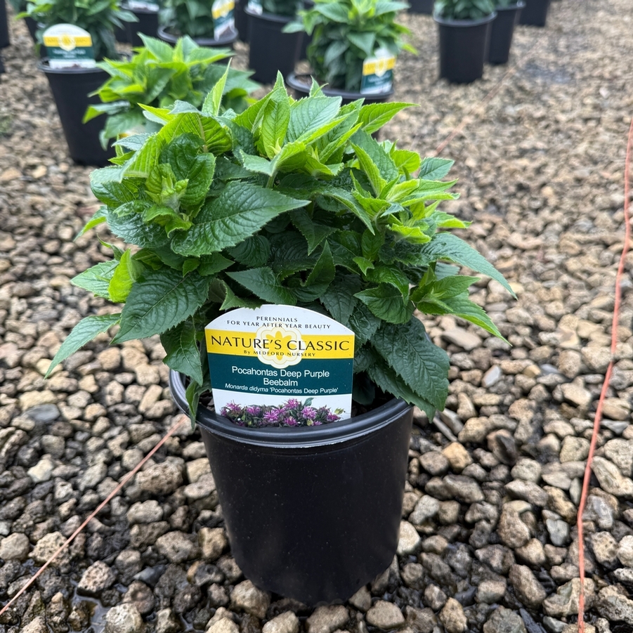 Monarda didyma Pocahontas Deep Purple