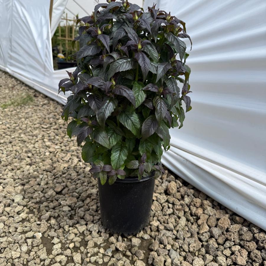 Monarda didyma Sugar Buzz® Rockin Raspberry