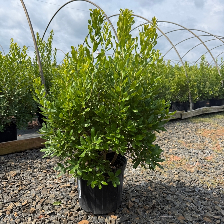 Myrica pensylvanica 