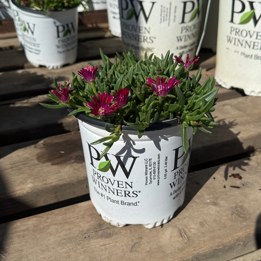 Delosperma Kaleidoscope™ Razzle Dazzle PPAF