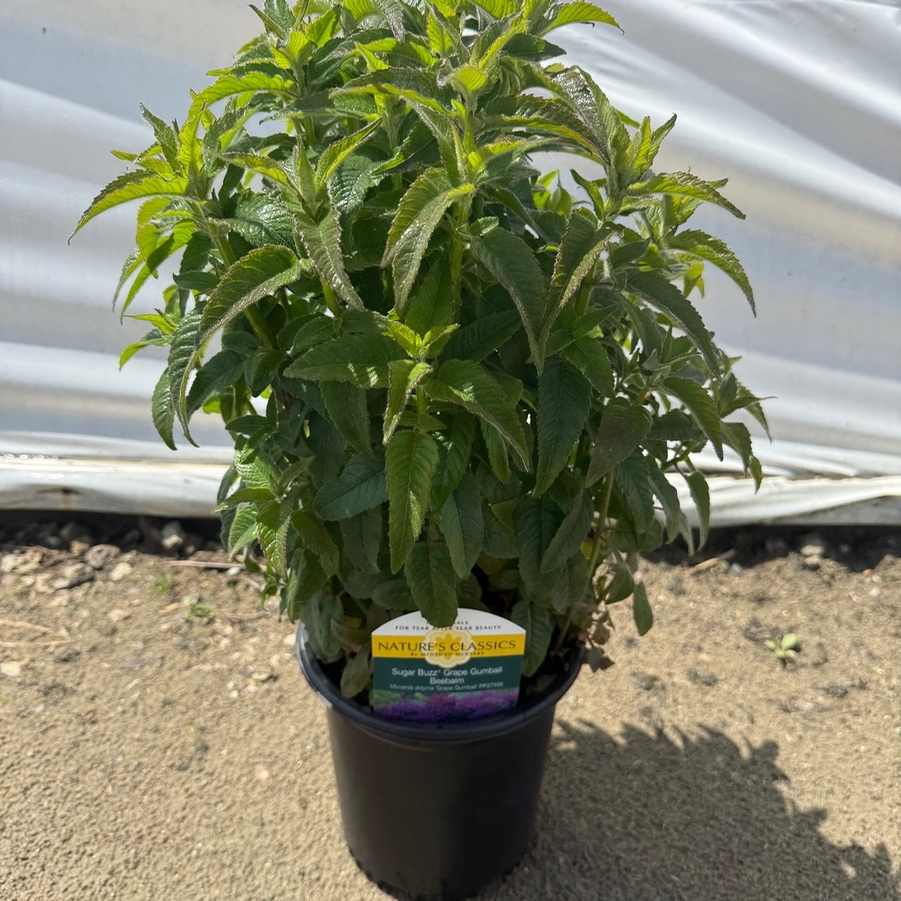 Monarda didyma Sugar Buzz® Grape Gumball