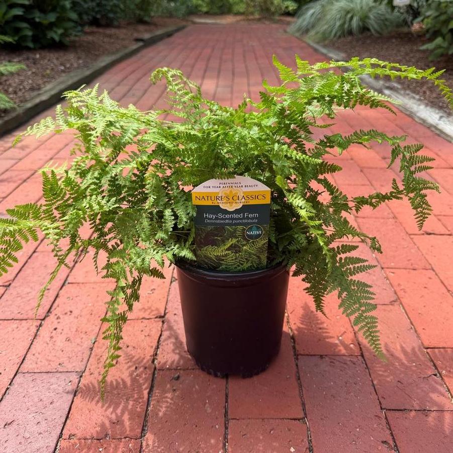 Dennstaedtia punctilobula 
