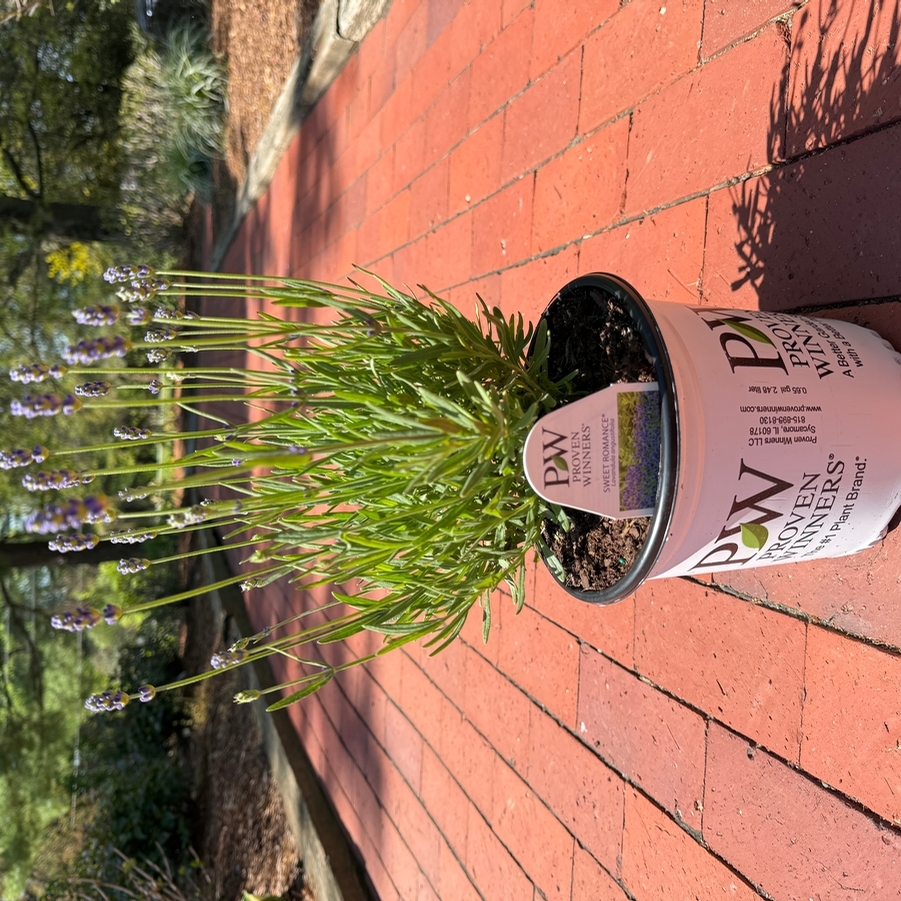 Lavandula angustifolia Sweet Romance®