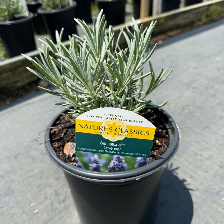 Lavandula x intermedia Sensational!®