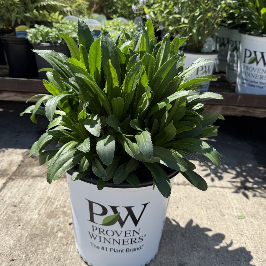 Leucanthemum Amazing Daisies® Banana Cream ll