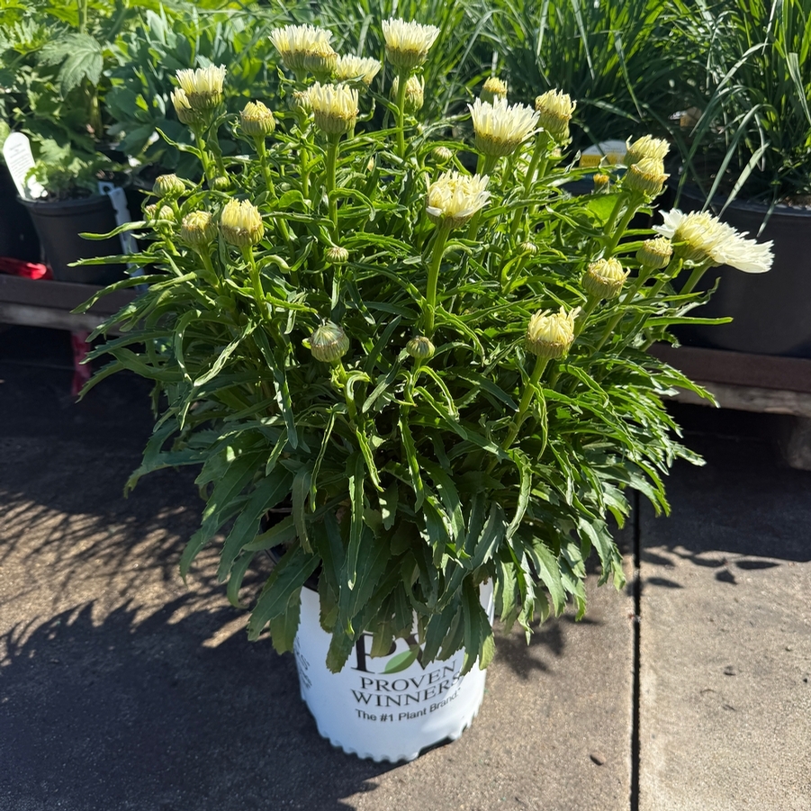 Leucanthemum Amazing Daisies® Marshmallow