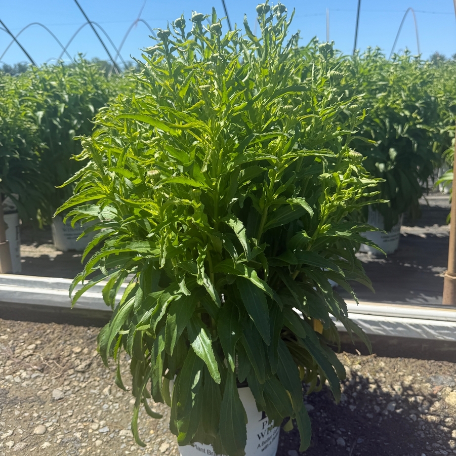 Leucanthemum Amazing Daisies® Spun Silk