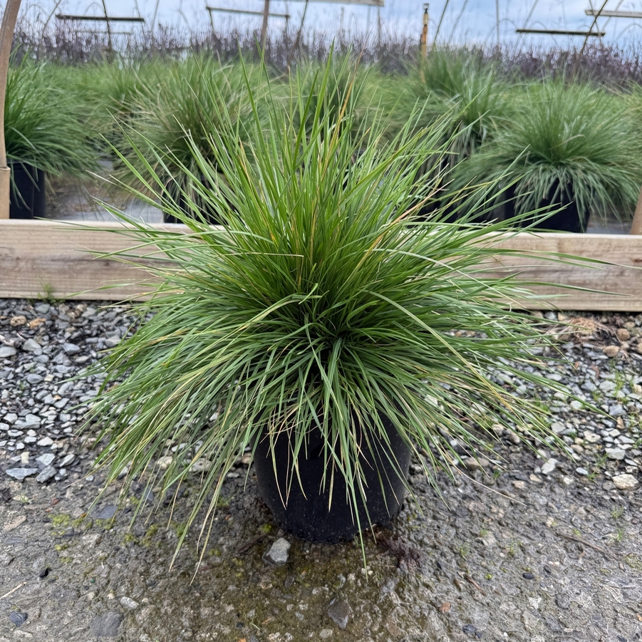 Deschampsia cespitosa 