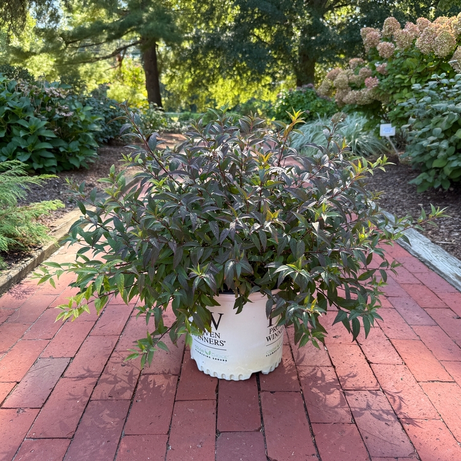 Deutzia Yuki Kabuki® PP36667