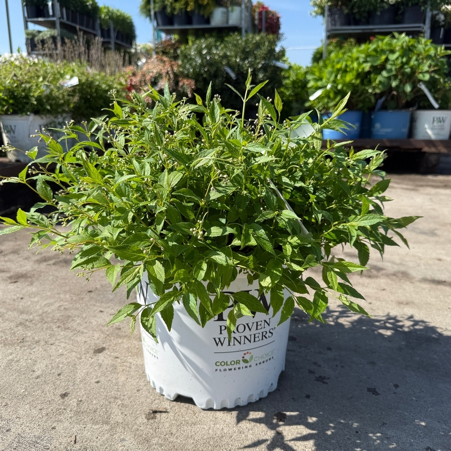 Deutzia Yuki Cherry Blossom® PP28347