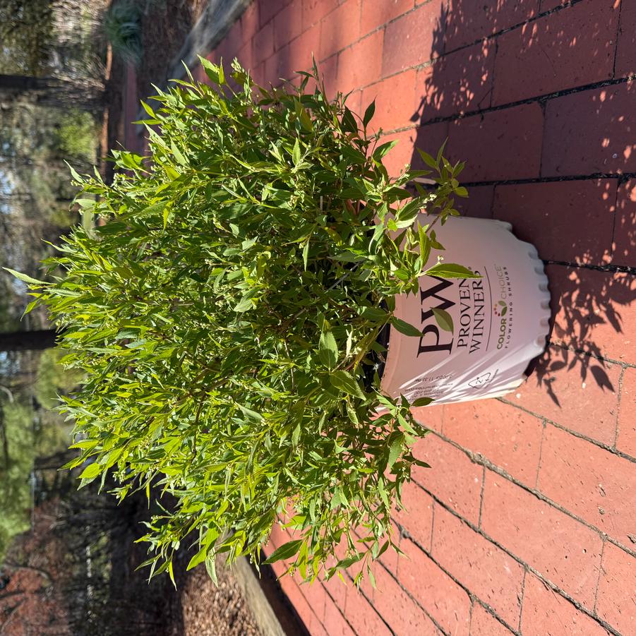 Deutzia Yuki Snowflake® PP25916