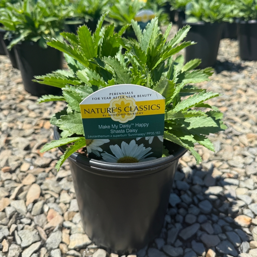 Leucanthemum x superbum Make My Daisy™ Happy PP35183