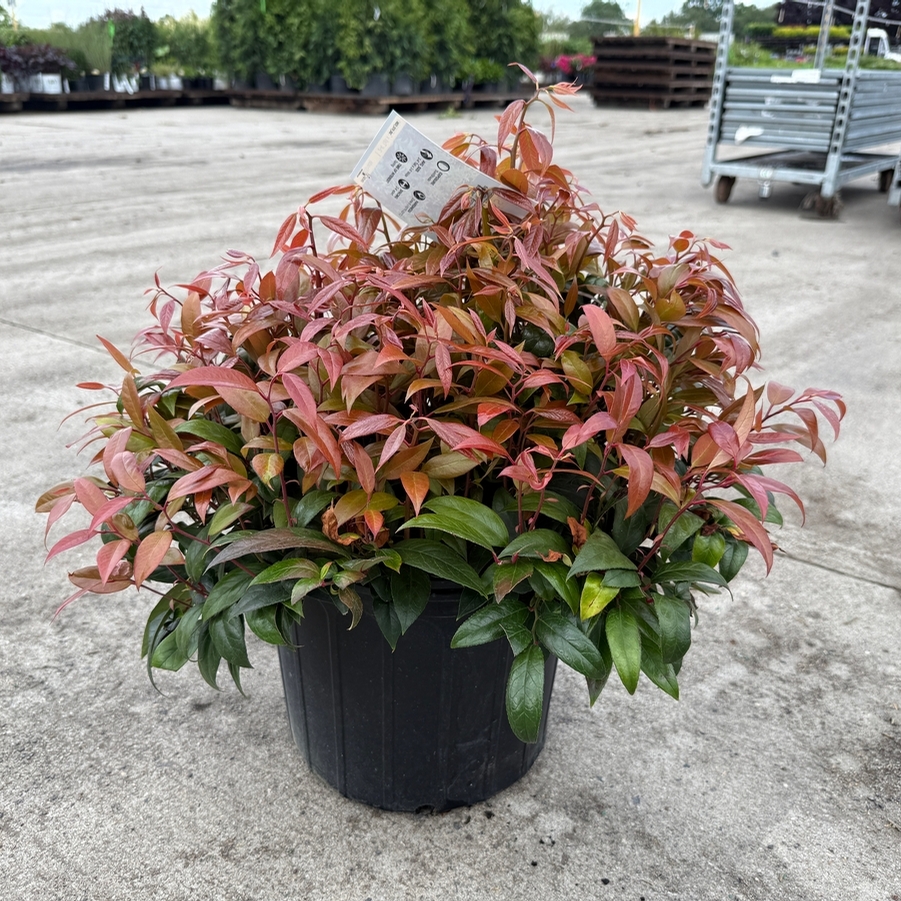 Leucothoe axillaris 