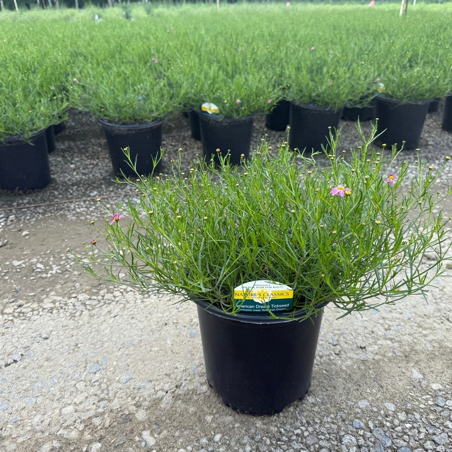Coreopsis rosea American Dream