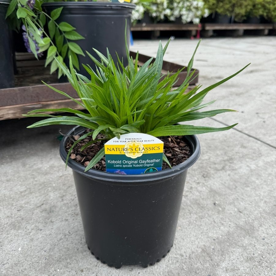 Liatris spicata Kobold Original