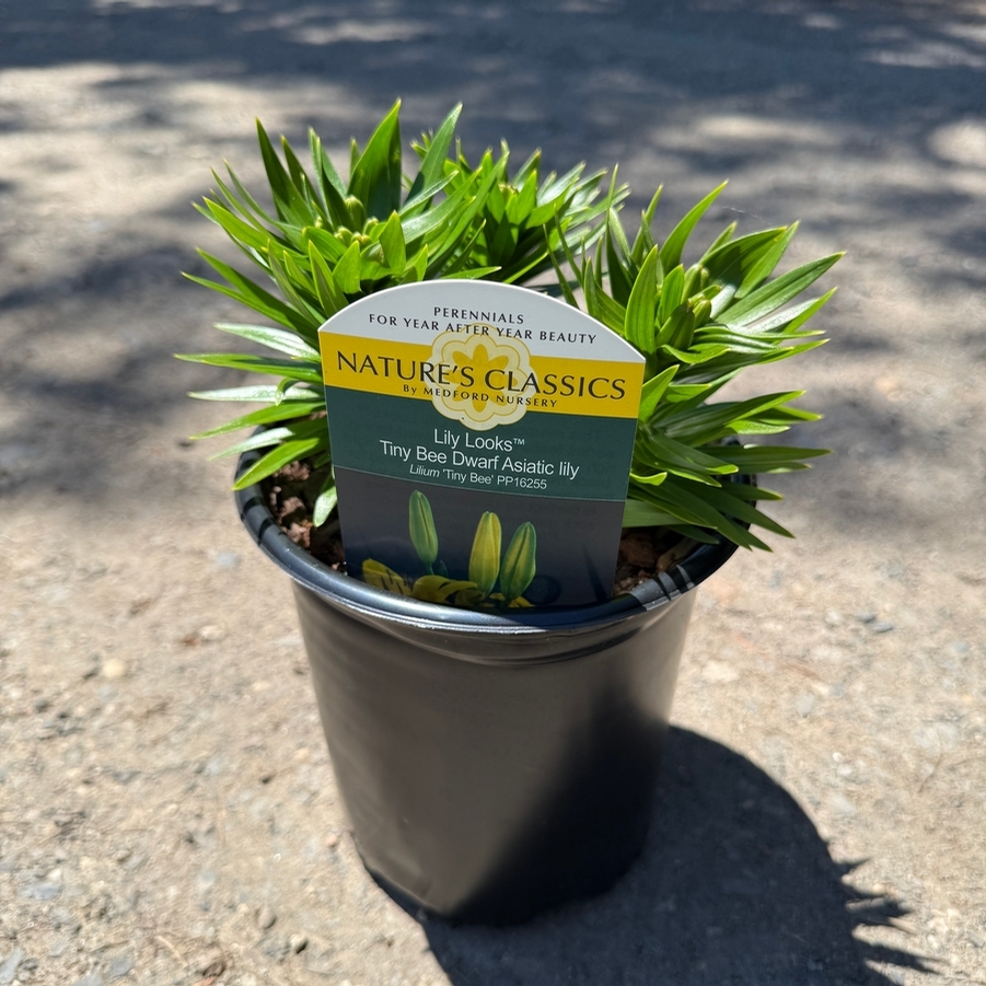 Lilium Lily Looks™ Tiny Bee PP16255