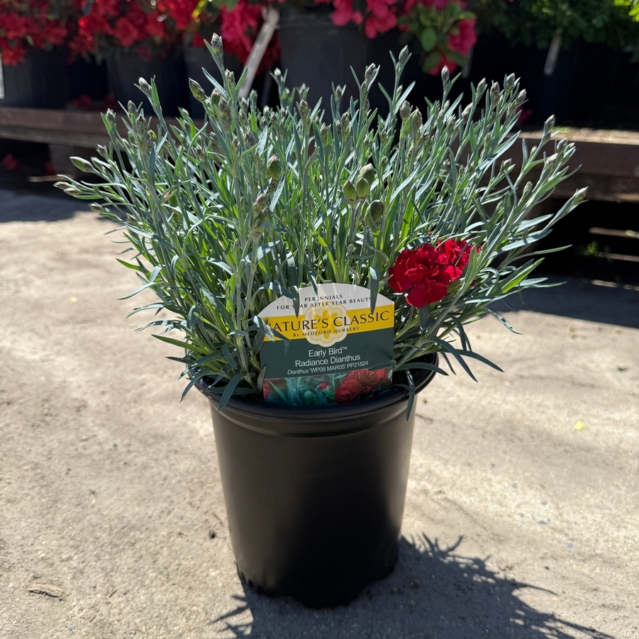 Dianthus Early Bird™ Radiance PP21824