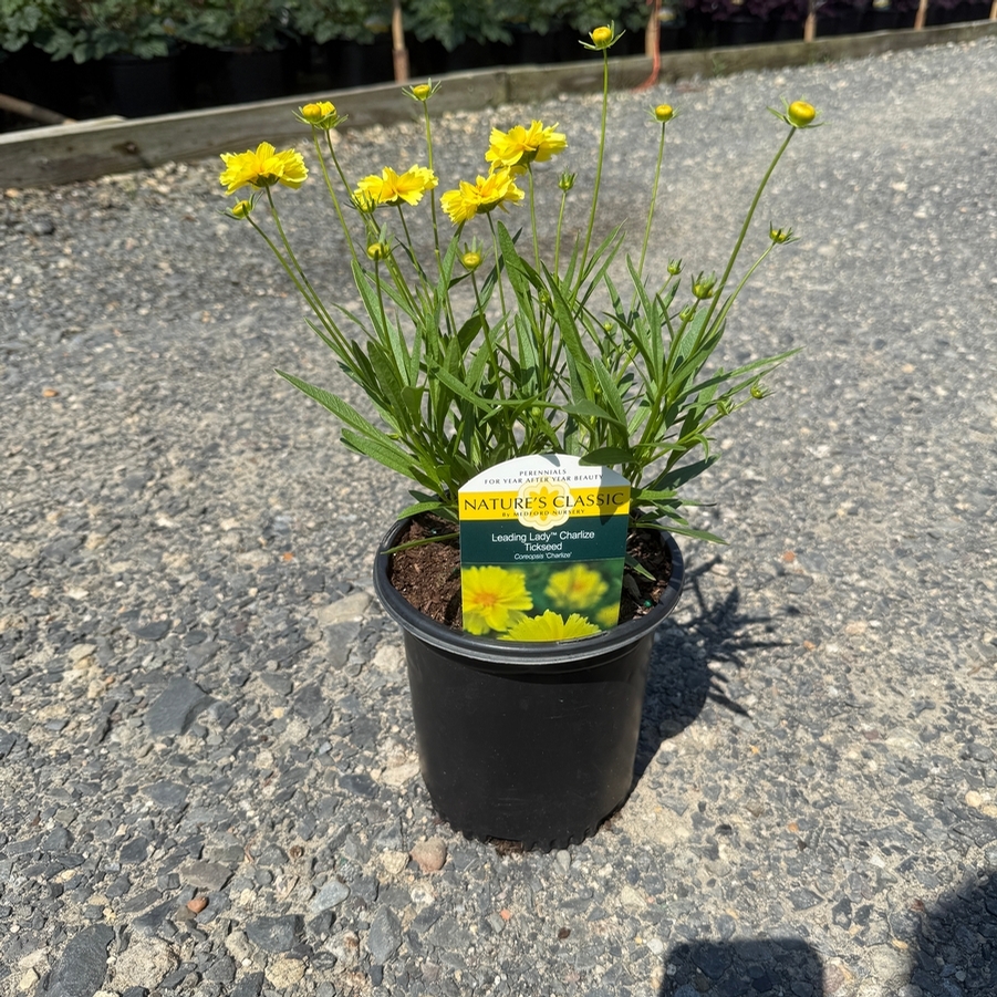 Coreopsis Leading Lady Charlize