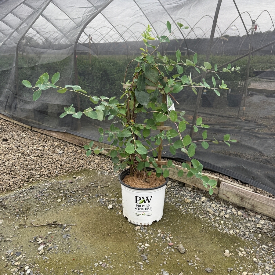 Lonicera periclymenum Scentsation PP16240