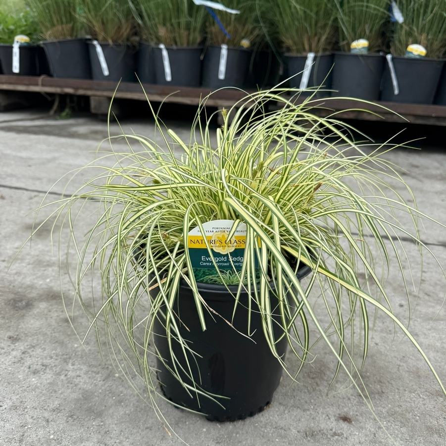 Carex oshimensis Evergold