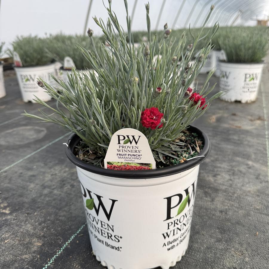 Dianthus Fruit Punch® Maraschino