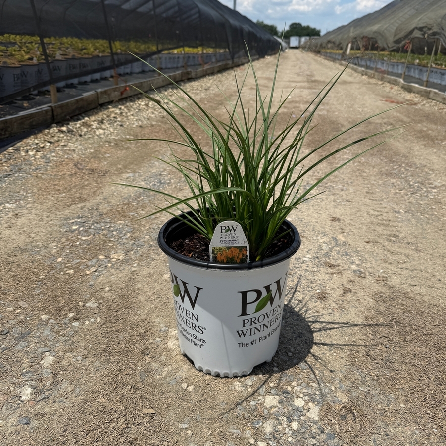 Kniphofia Pyromania® Orange Blaze
