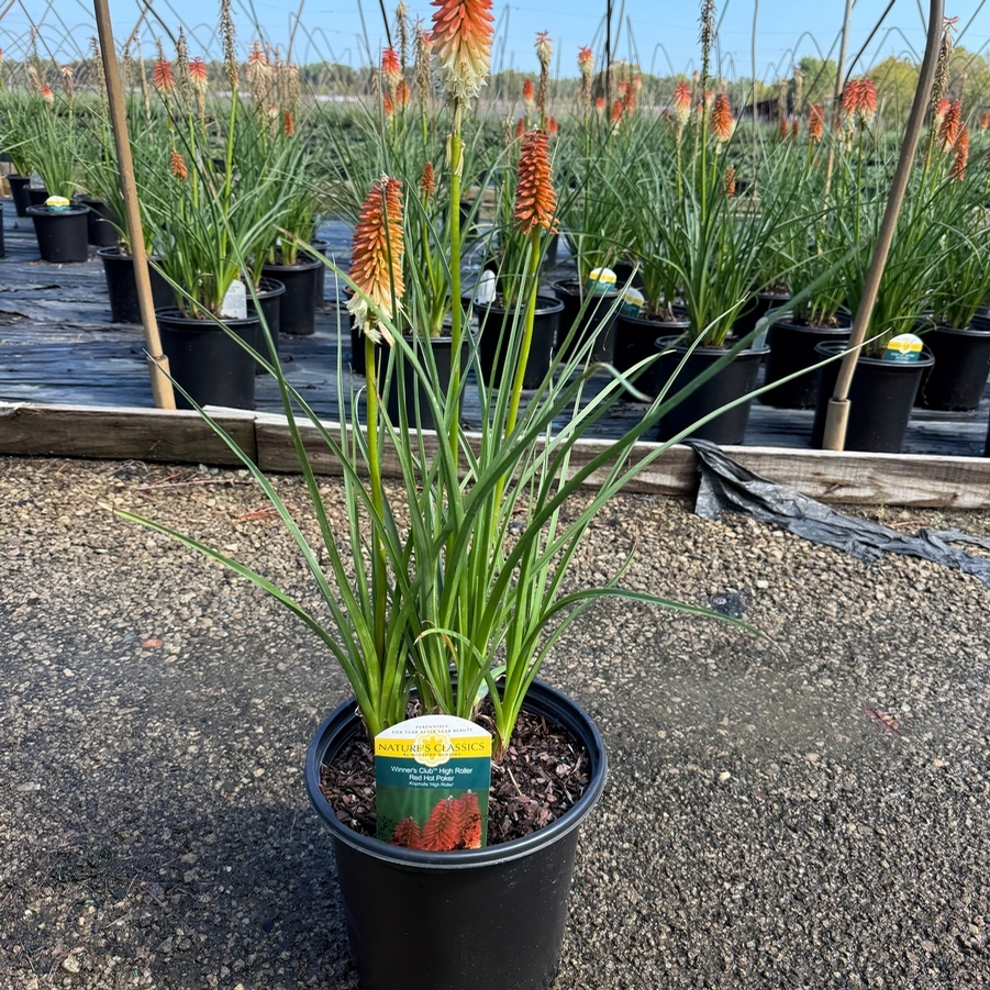 Kniphofia High Roller PP32295