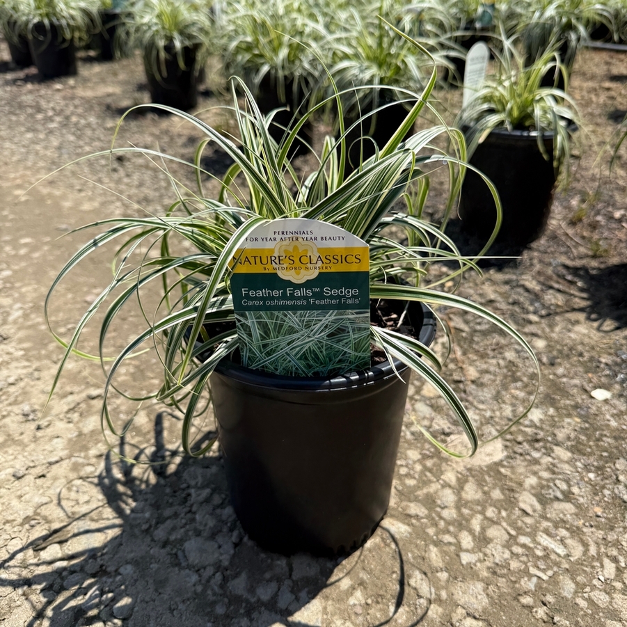 Carex Feather Falls
