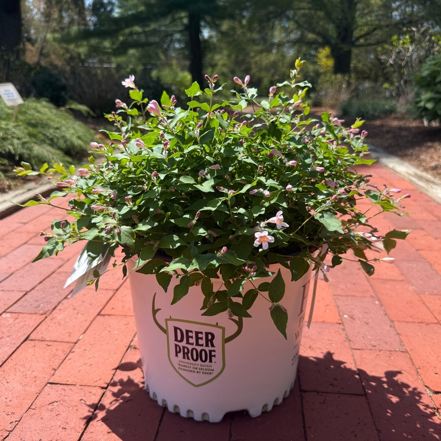 Kolkwitzia amabilis Jolene Jolene® PP34295