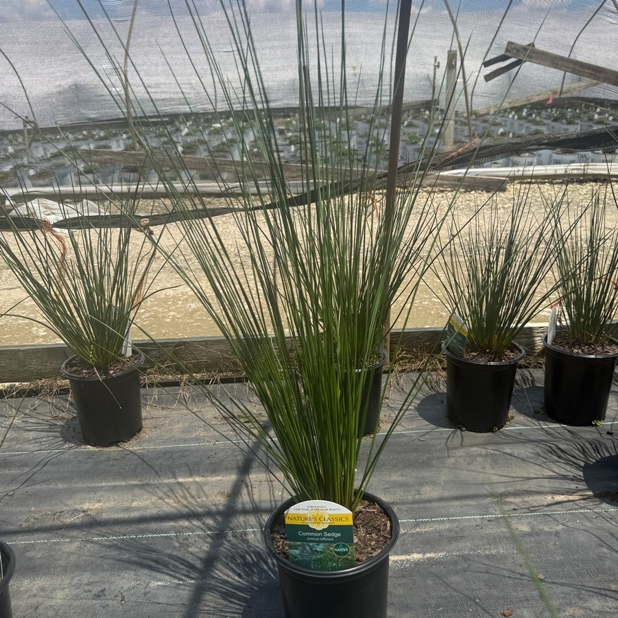 Juncus effusus 