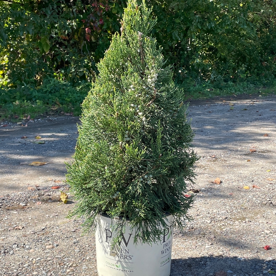 Juniperus chinensis Gin Fizz® PP31994