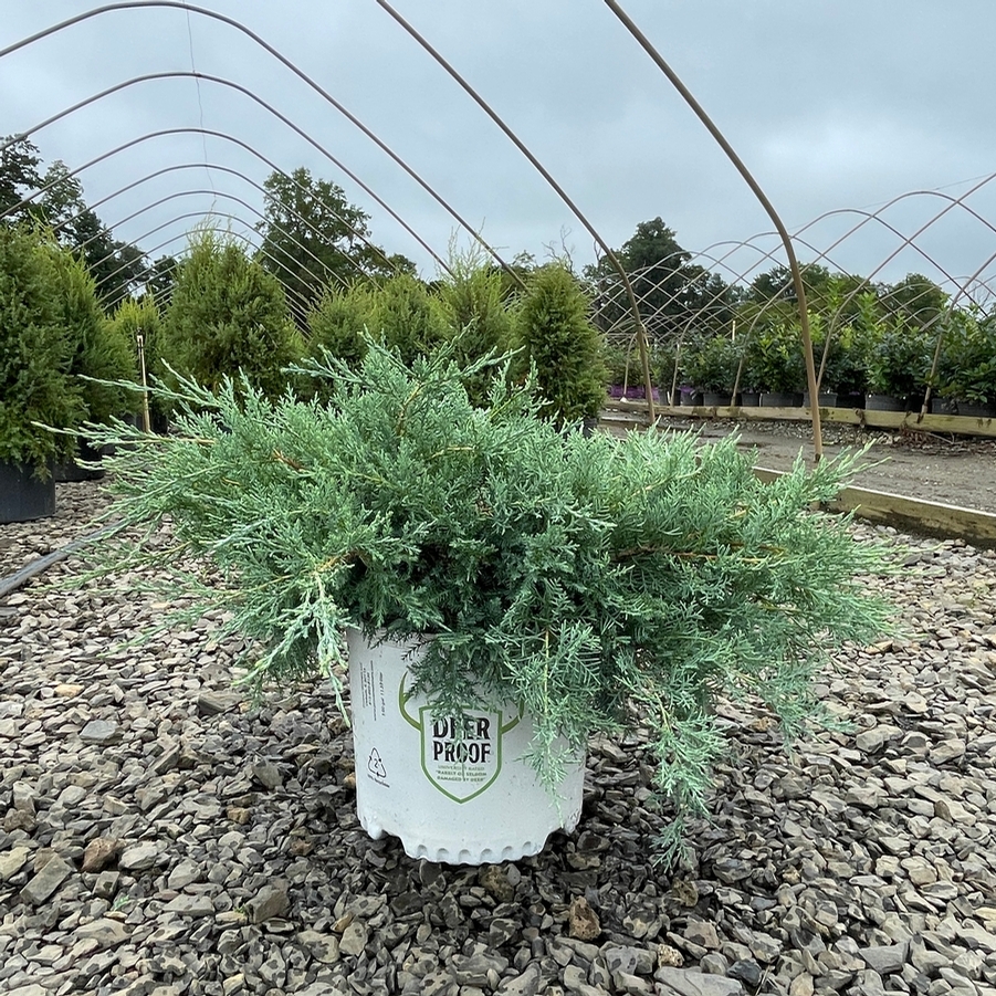 Juniperus chinensis Montana Moss® PP31704