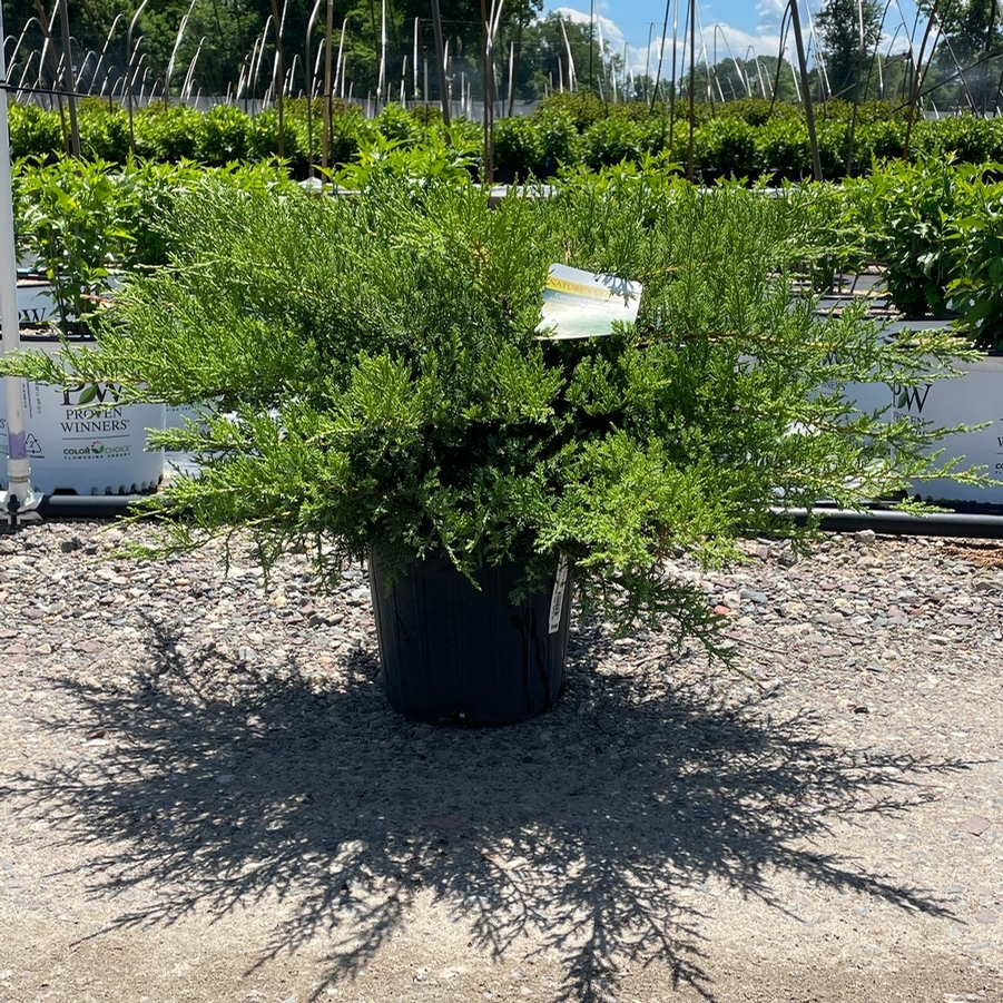 Juniperus chinensis Pfitzerana Compacta