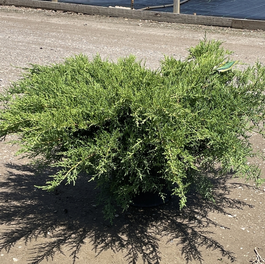 Juniperus chinensis Pfitzerana Compacta