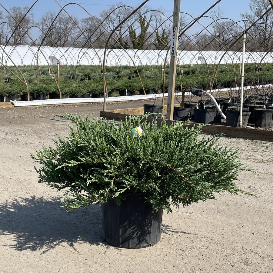 Juniperus chinensis var. sargentii Viridis