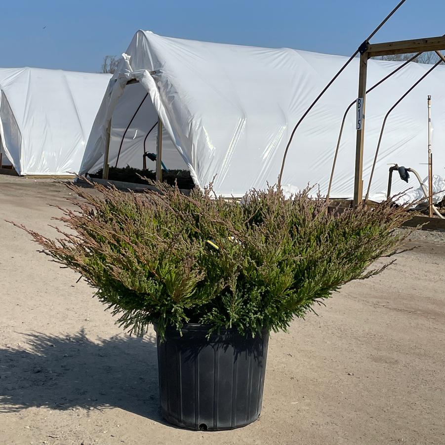 Juniperus horizontalis Plum. Comp. Youngstown