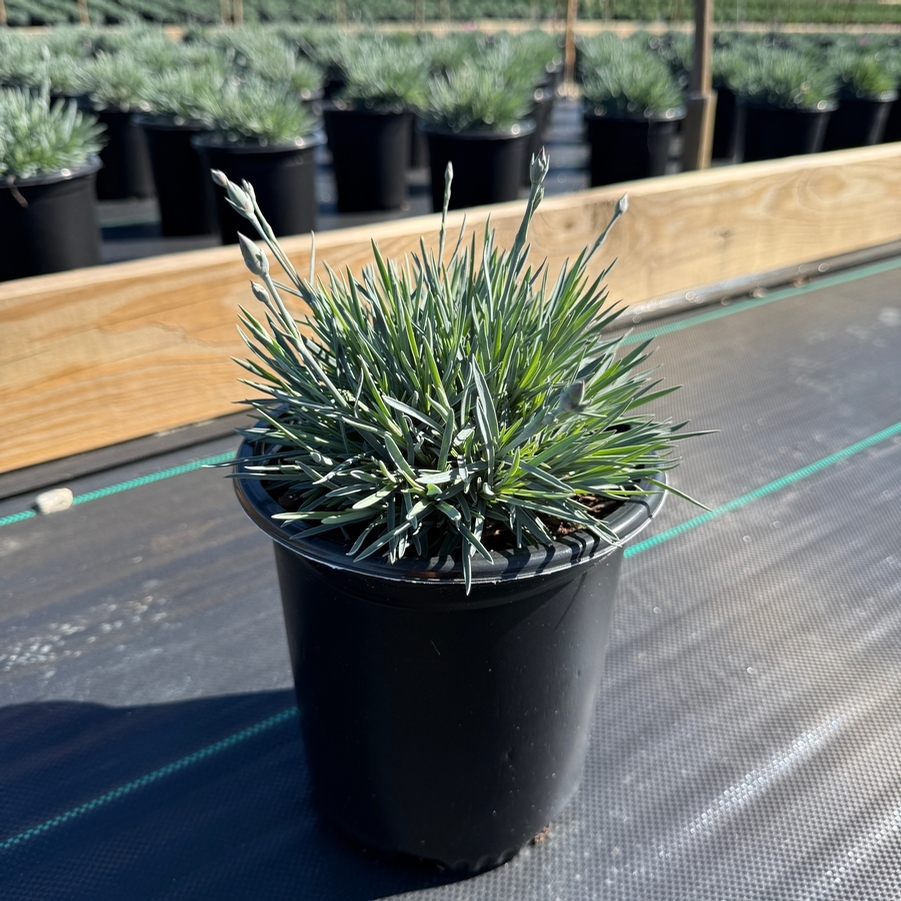 Dianthus Pretty Poppers® Cute as a Button