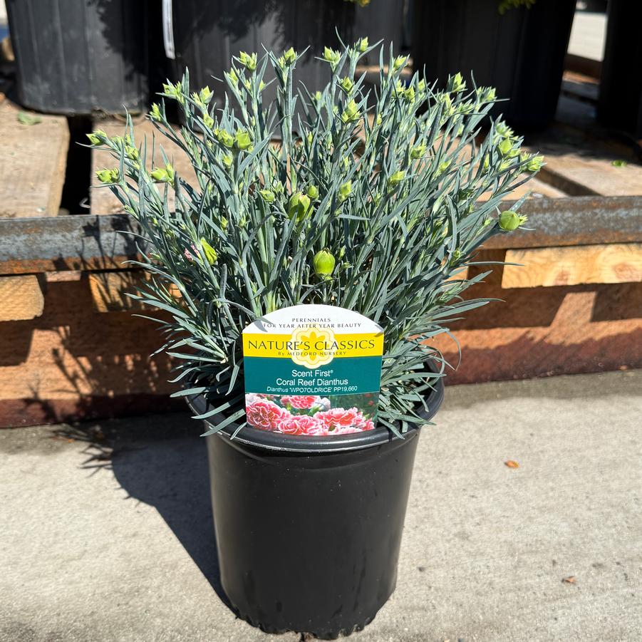 Dianthus Scent First® Coral Reef