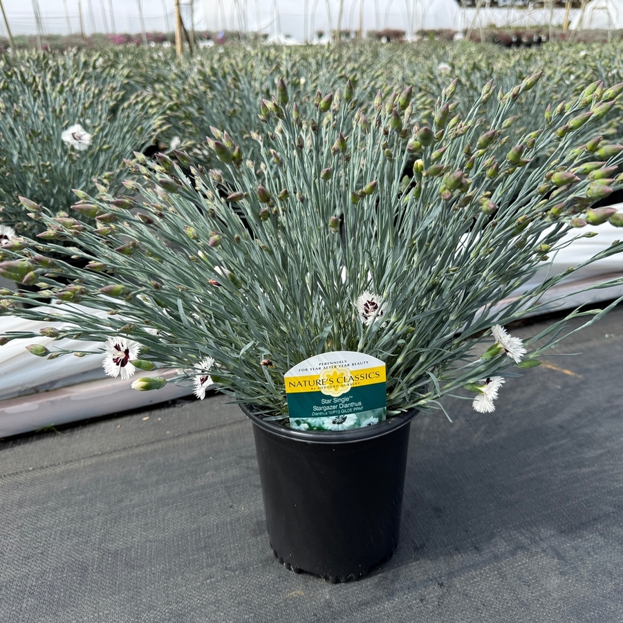 Dianthus Star™ Single Stargazer