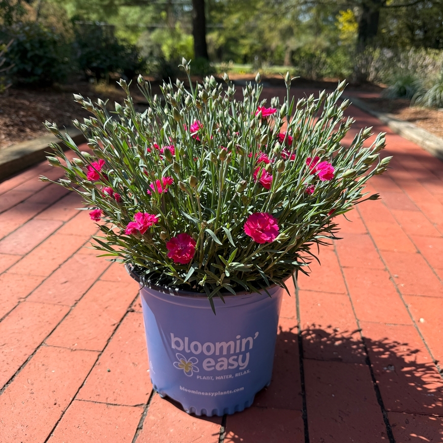 Dianthus gratianopolitanus Glamour Time™ PPAF