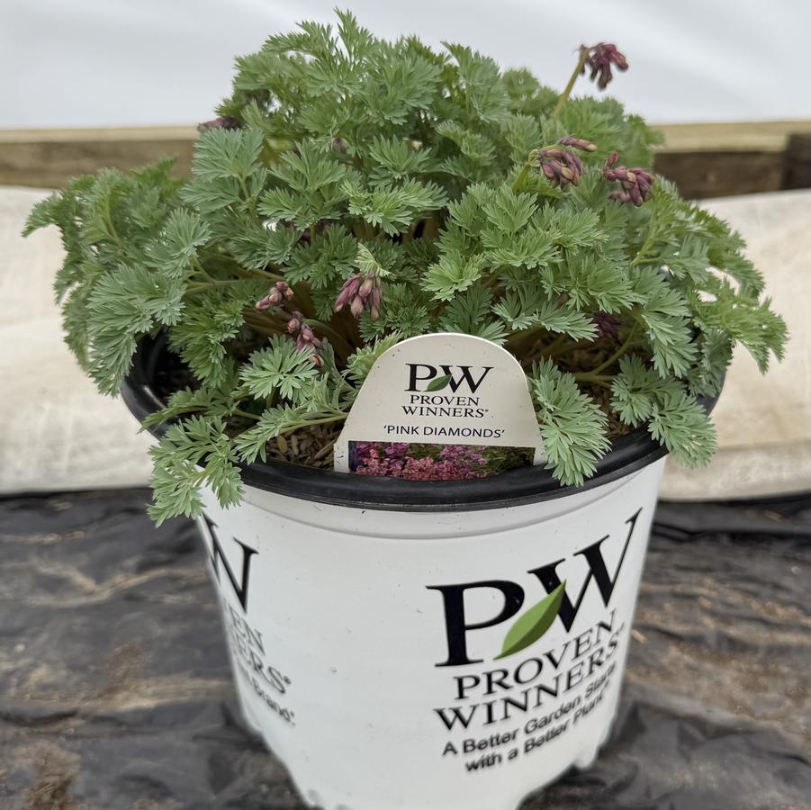 Dicentra Pink Diamonds