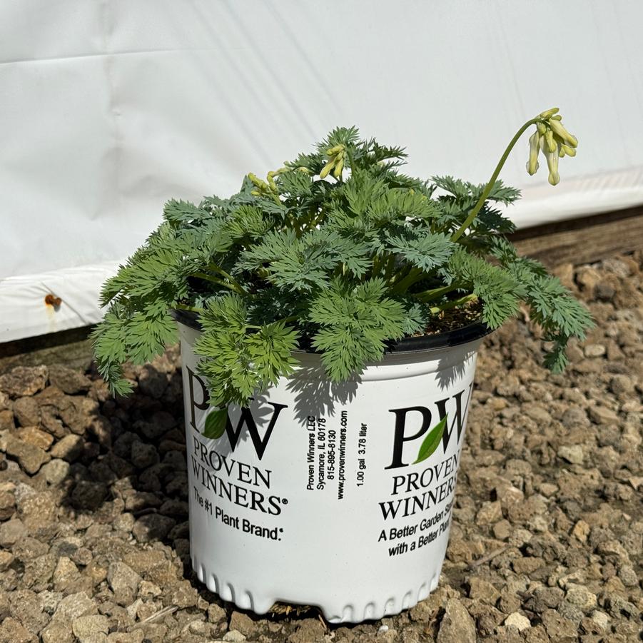 Dicentra White Diamonds