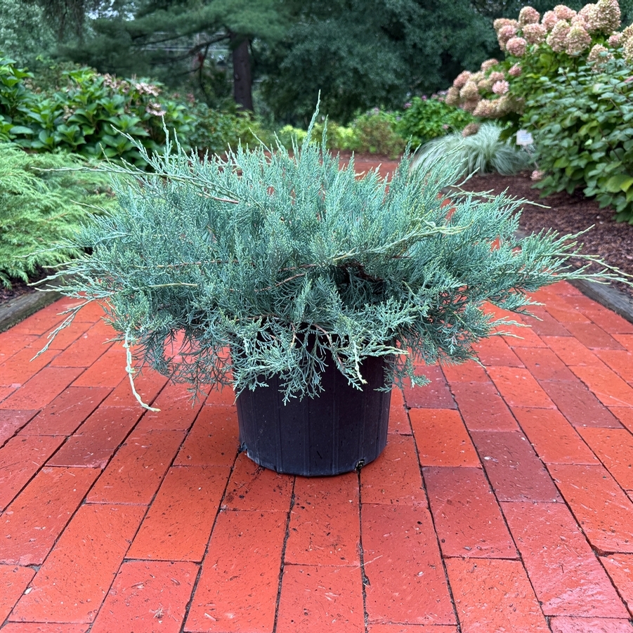 Juniperus virginiana Grey Owl