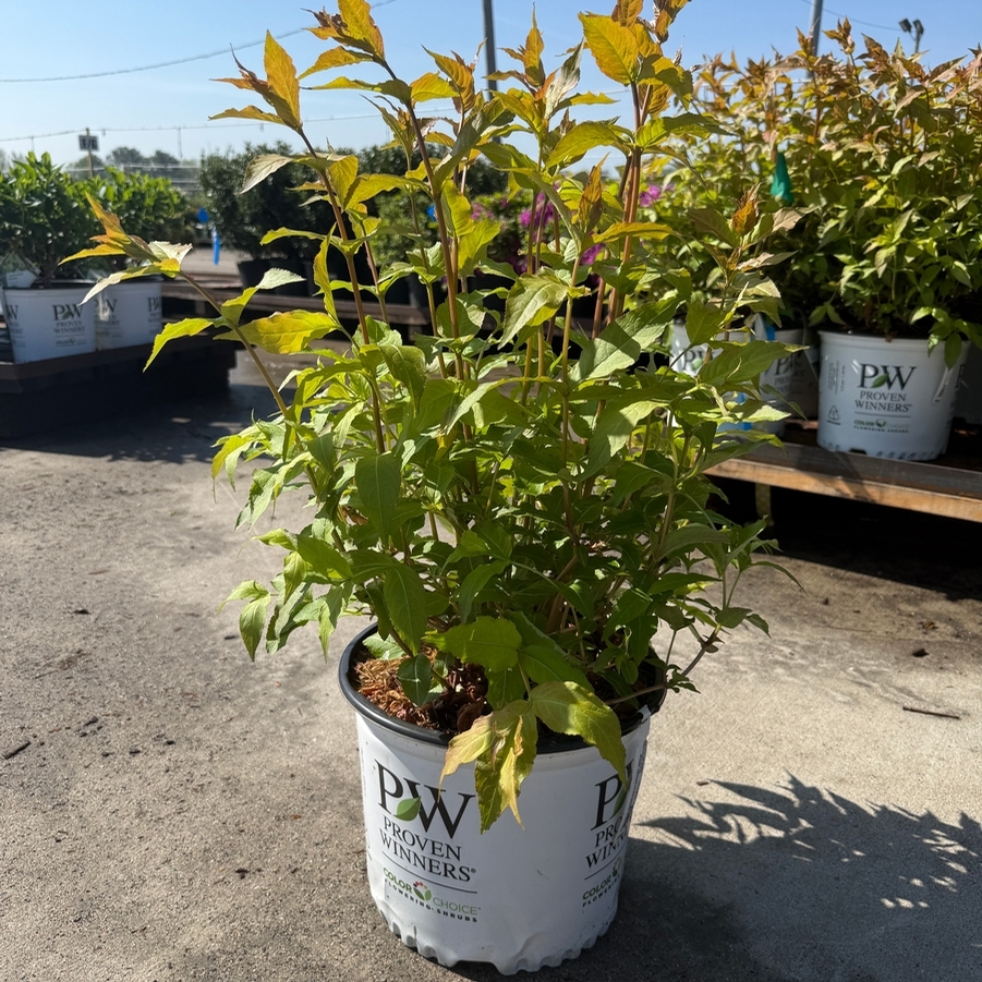 Diervilla sp. Kodiak® Red 2.0 PP35792