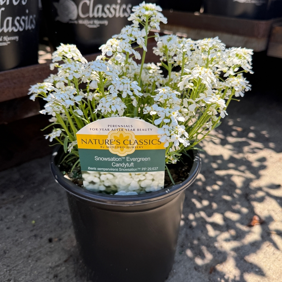 Iberis semp. Snowsation™