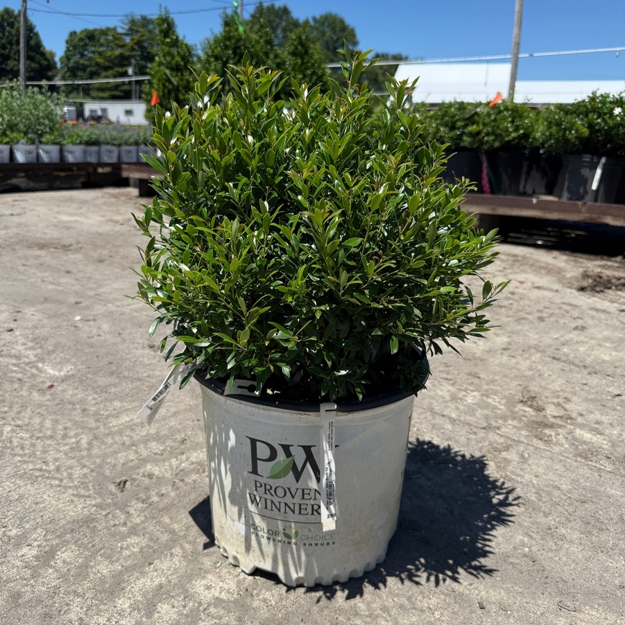 Ilex glabra Gem Box® PP27554