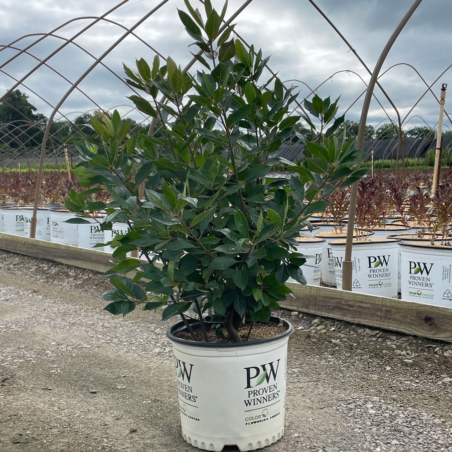 Ilex verticillata Berry Heavy®